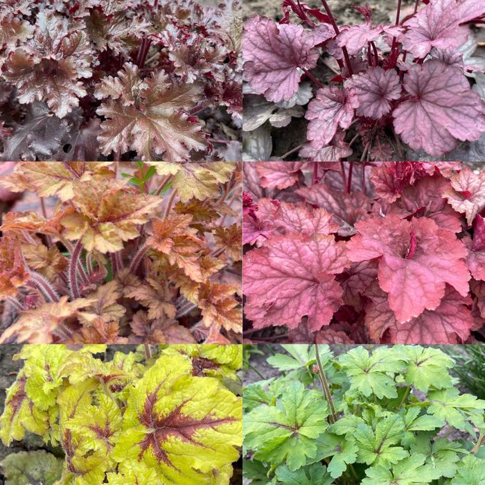 Гейхера хоста рослини для напівтіні та сонця