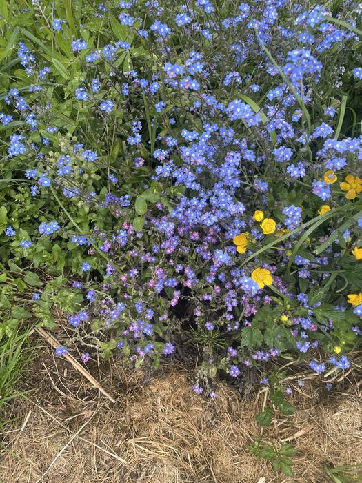 Złocień właściwy,byliny wieloletnie