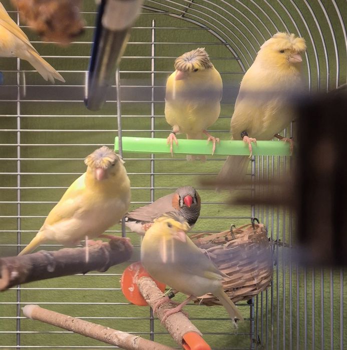 Kanarki samice i samce