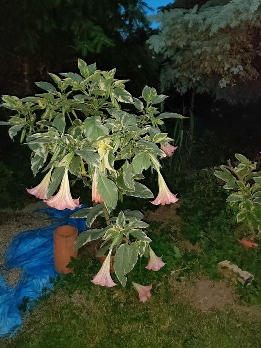 Sprzedam 2 duże brungmansje