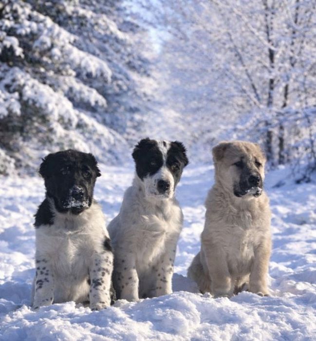 Щенки Алабая. Девочки.