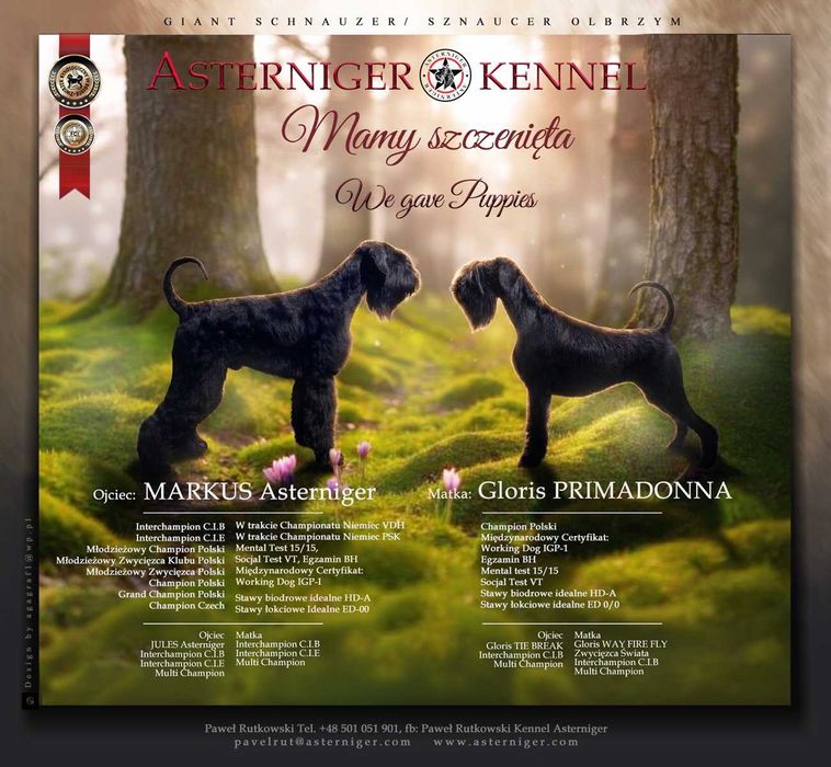 Sznaucer Olbrzym Czarny ZKwP/FCI, elitarny miot!