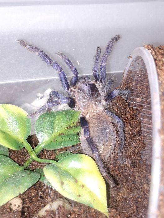 L. Sazimai samiec