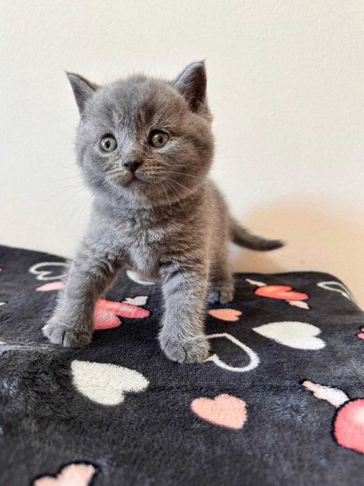 Gatinho disponível.