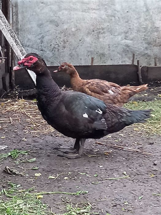 Kaczory, kaczki jajka lęgowe