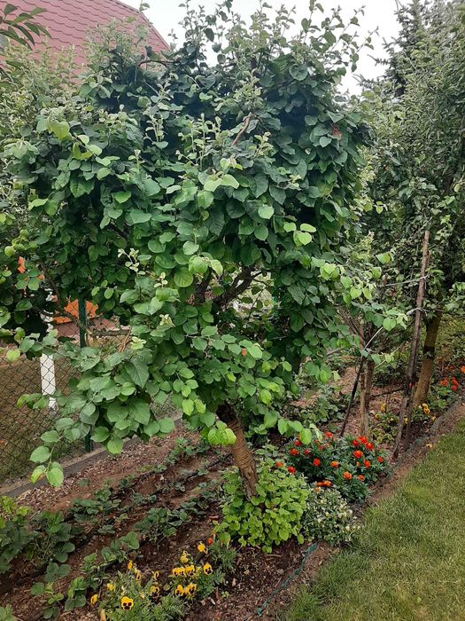 sprzedam pigwa gruszkowa, 10-letnia, owocująca, drzewko