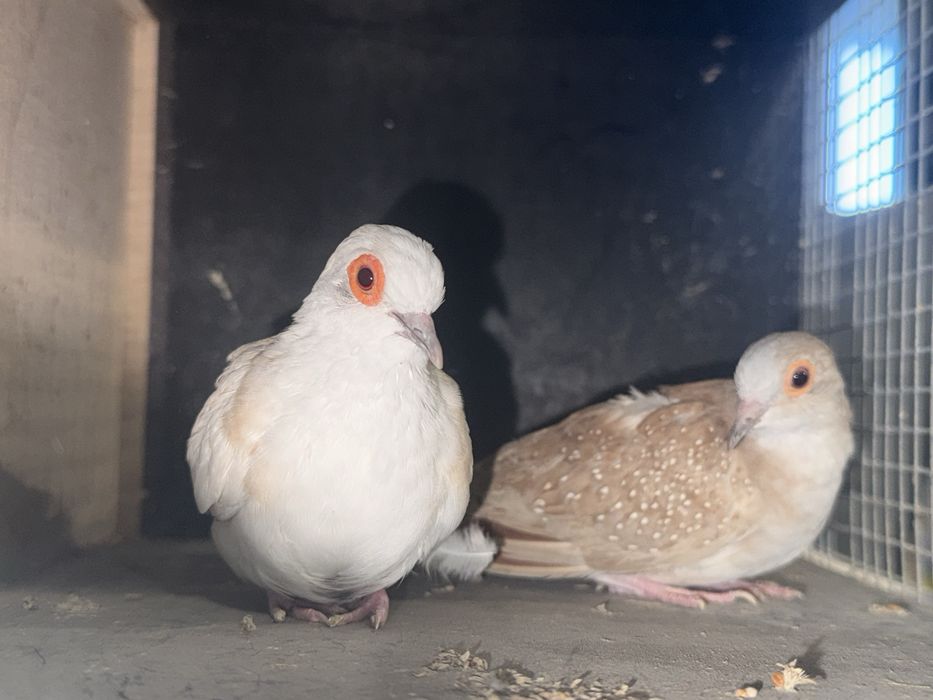 Gołąbki diamentowe para czerwona