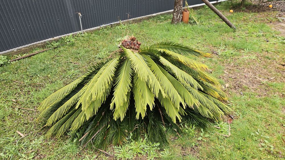 Palmeira cica tamanho grande