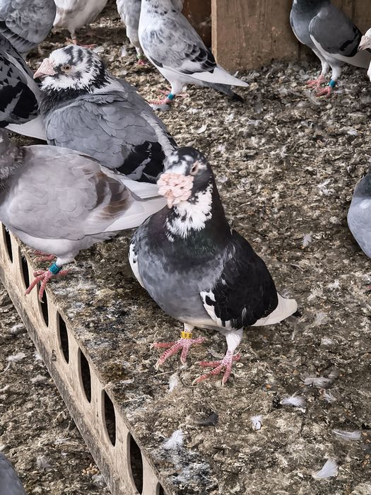 Gołębie staropolskie