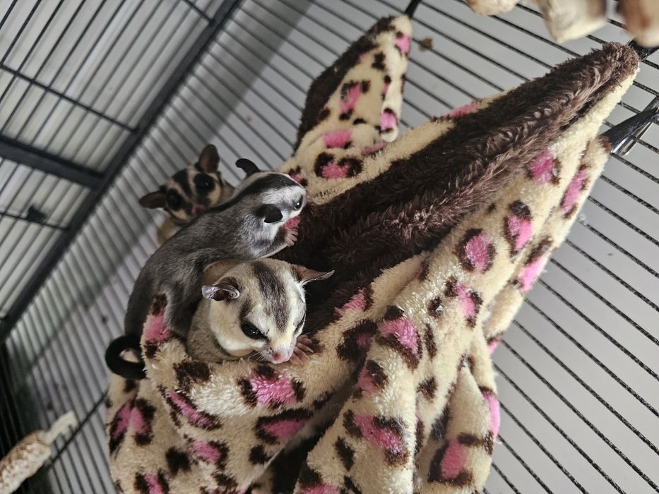 Lotopalanka karłowata white standard