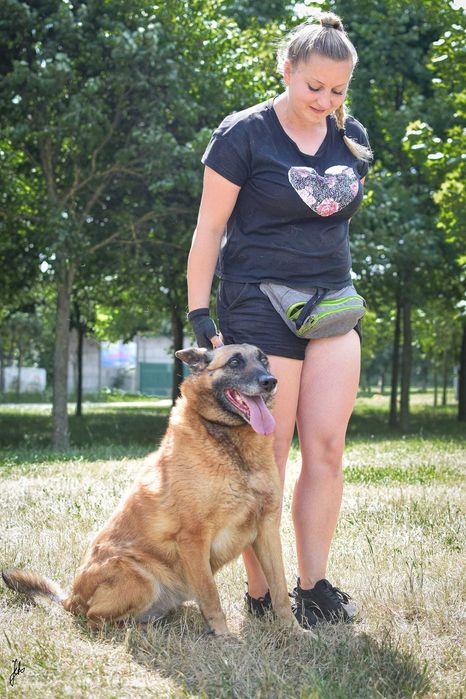 Koka przepiękna,  mądra Sunia (w typie owczarek belgijski)