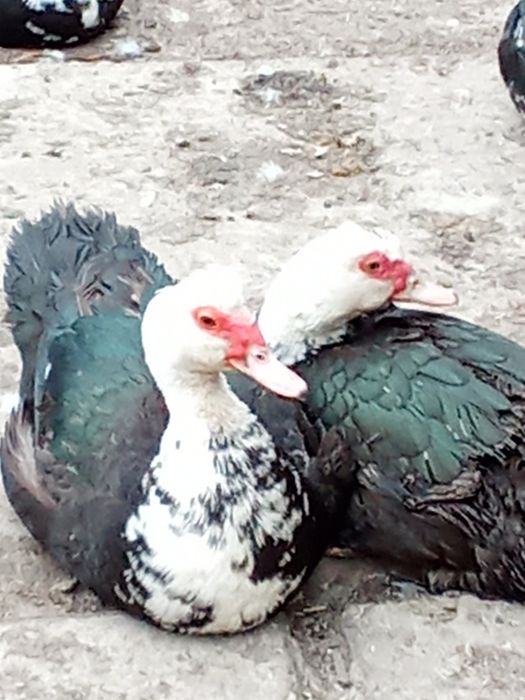 Молодые индоутки