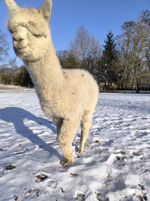 Alpaka huacaya samiec