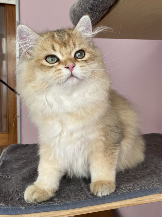 Gato British Longhair Golden