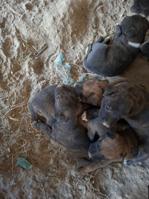 Cães bebés para adopção