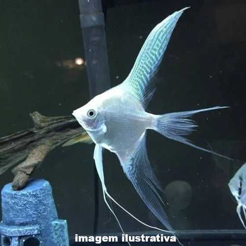 peixe escalar de veu platinum (branco)