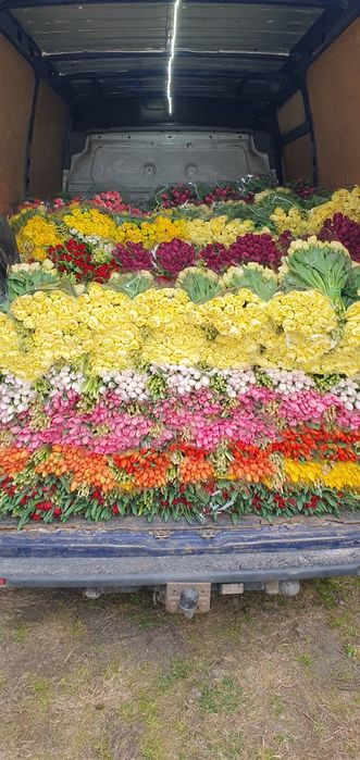 Тюльпан опт Украина