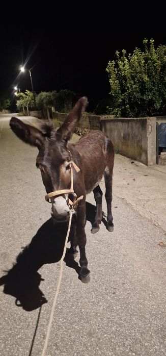 Burro inteiro com 8 anos