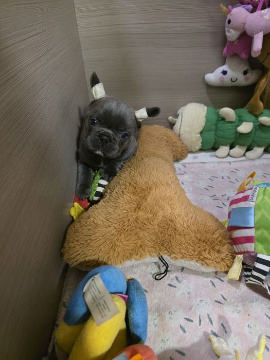 Дітки під ялинку