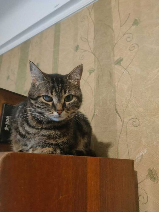 Кошечка Бася ищет дом с полной миской