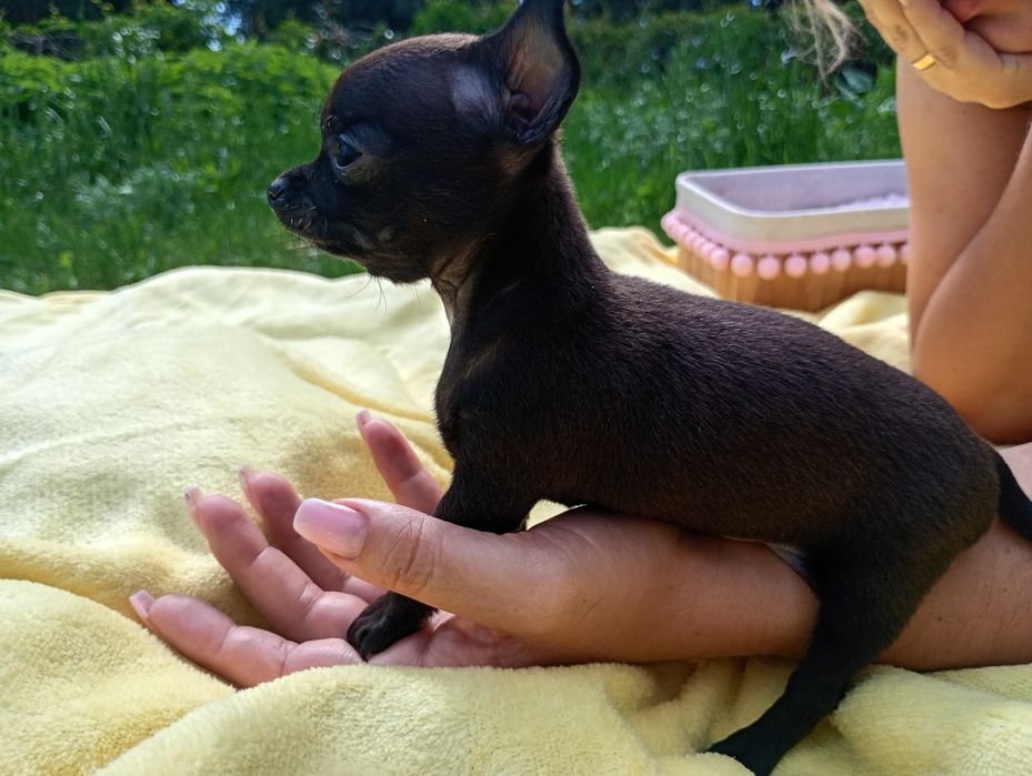 Cudowna suczka chihuahua