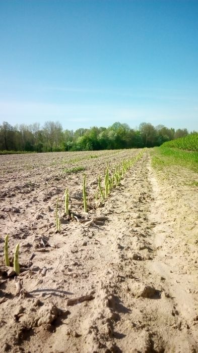 Już są szparagi zielone  zapraszamy