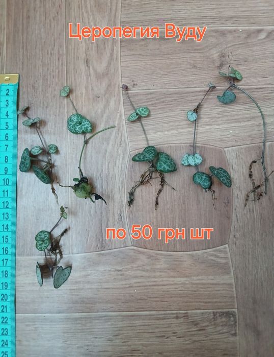 Фуксия,калатея,традисканция,бельбергия,сингониум