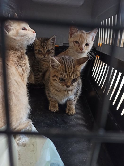 Kotki z koniecboru do adopcji