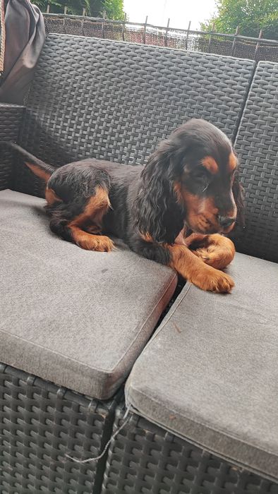 Cocker spaniel piesek