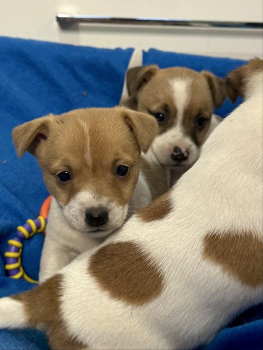 Jack Russell Terrier - sunia Aris