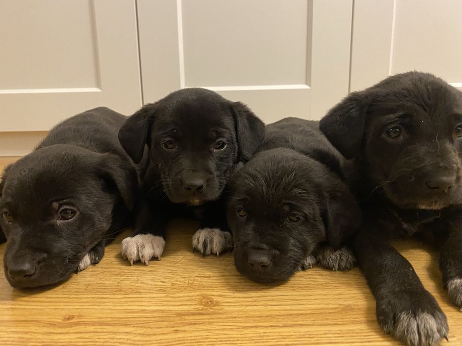 Szczeniaki w typie labradora