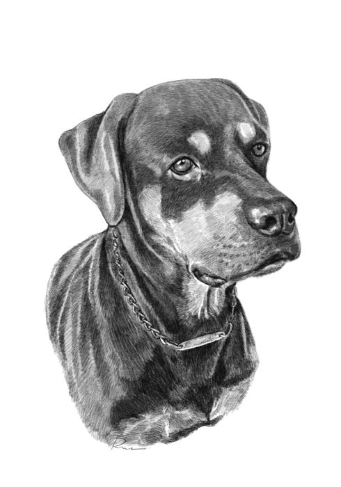 Desenho retratos realistas a lápis carvão a partir da sua foto