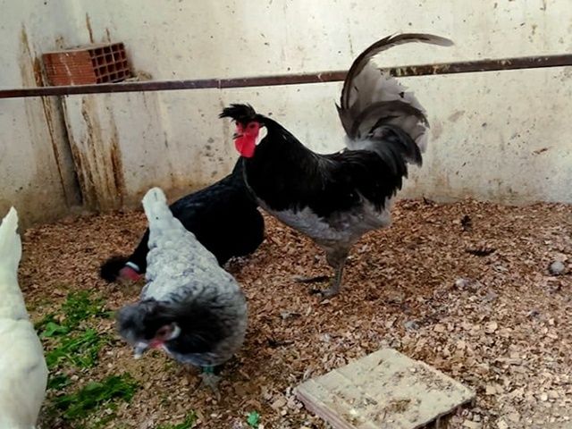 Інкубаційне яйце. Курчата, Аппенцеллер блакитні, лимон, чорні.