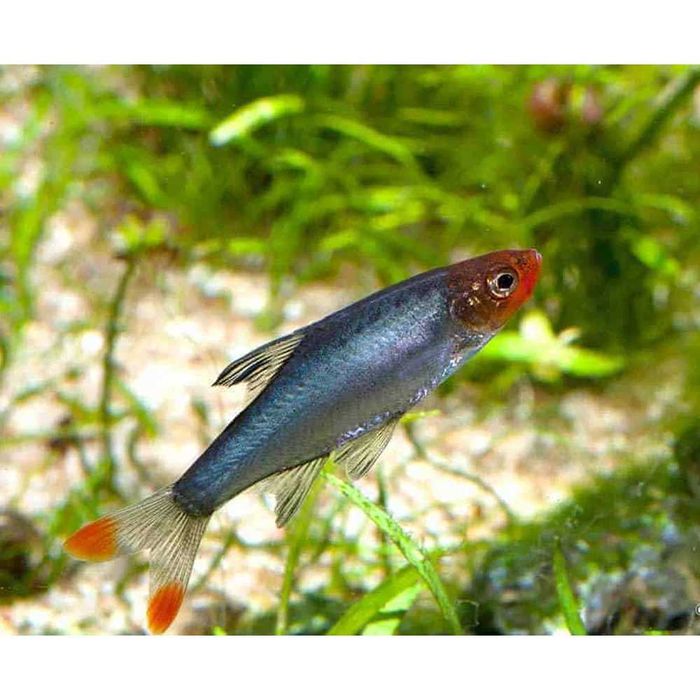 Gb Razbora Naga, Ukleja Naga