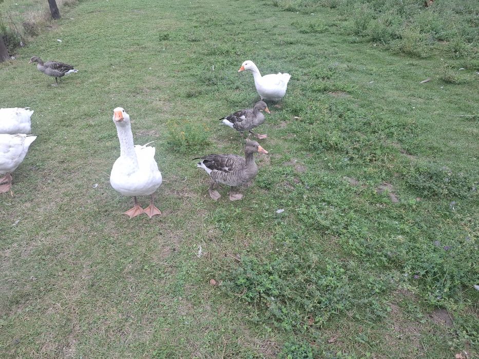 Sprzedam dzikie gesi gegawy