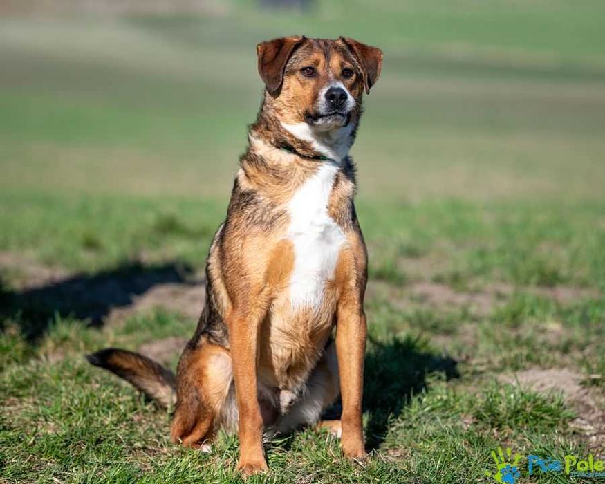 Wesoły i rezolutny SIMS poleca się do adopcji