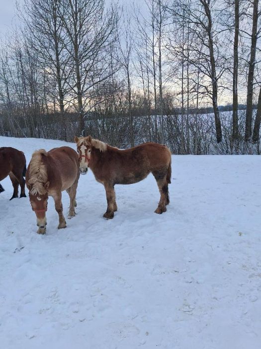 Źrebica zimnkorwista 2 latka