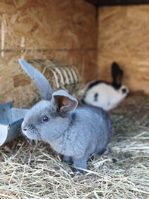 Olbrzym srokacz niemiecki