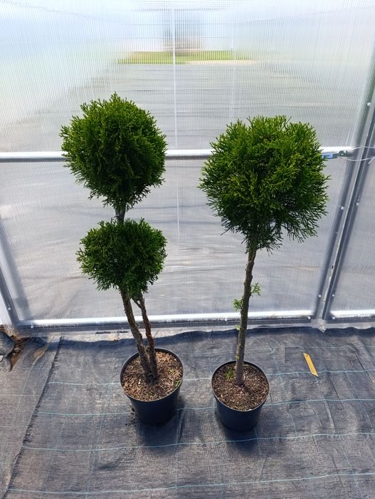 Bonzai bonsai kula# kulka