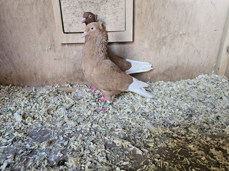 Gołębie wyszwance, krzyżaki