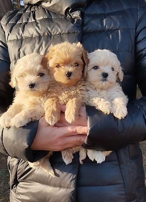 Мальтипу мини f1 и f2