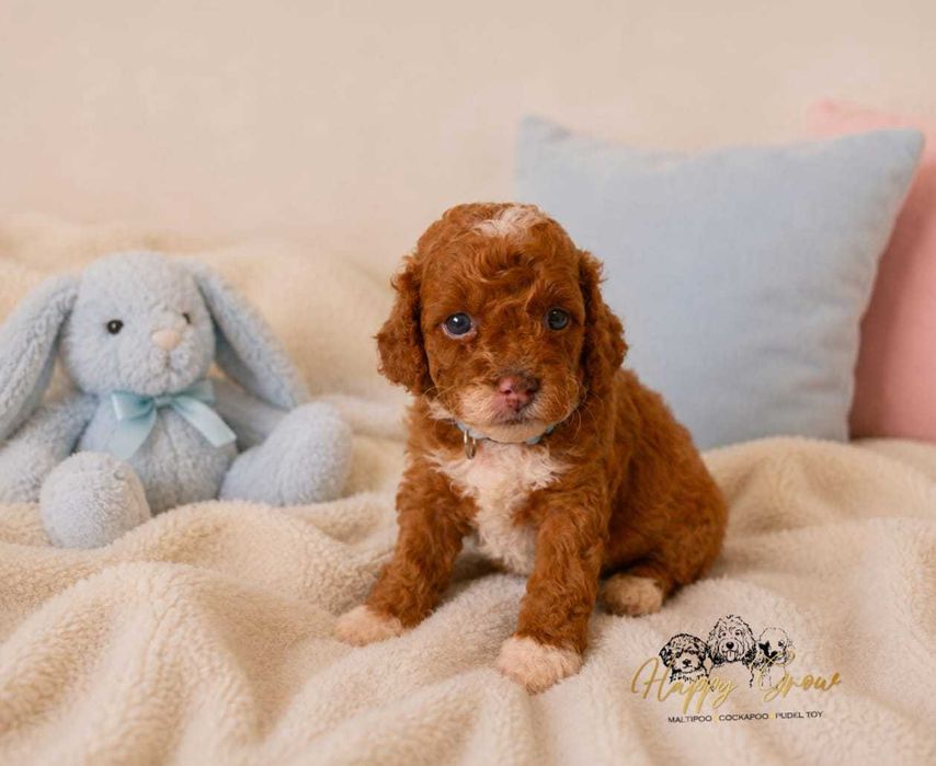 Pudel mini Cockapoo F1B słodka Suzi