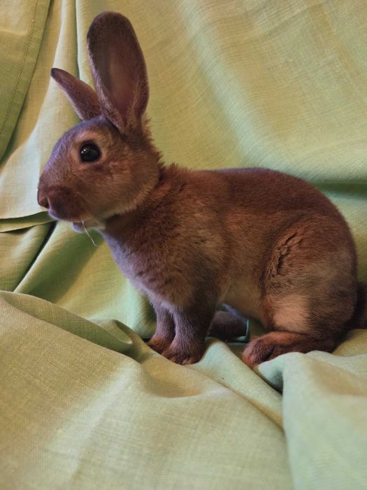 Królik miniaturka MiniRex samczyk, chowany z dziećmi i psem