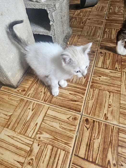 Doa-se gatinha meiga