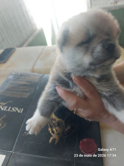 Akita inu japonês macho