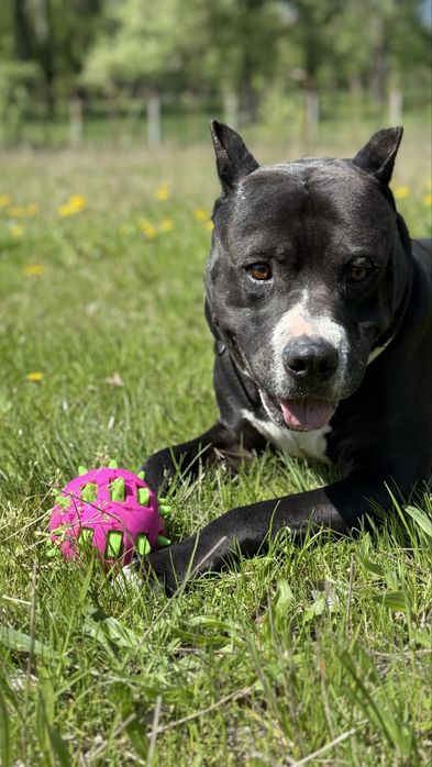 Імпозантний пітбультерʼєр для зʼйомок