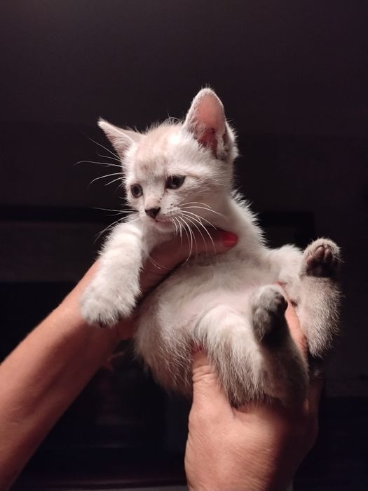Gatinhos bebés  para adoção