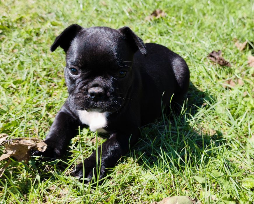 Sunia buldog francuski
