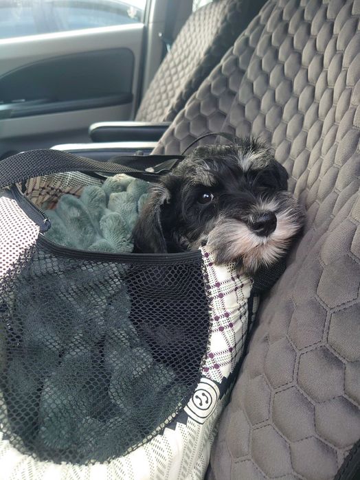 Доставка тварин, Перевезення тварин. Миколаїв. Переїзд. Трансфер