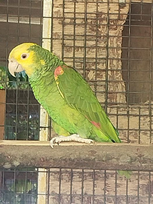 Amazona  oratrix